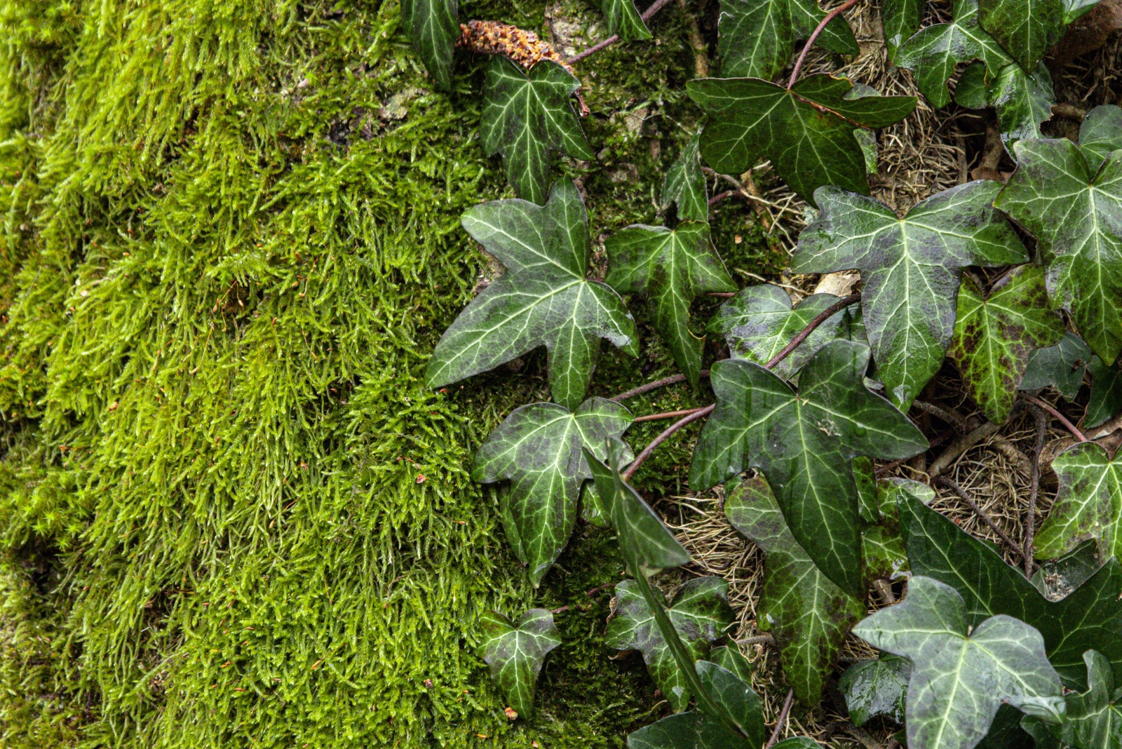 10 Plants That Require Special Care Or Permits To Transport In Illinois