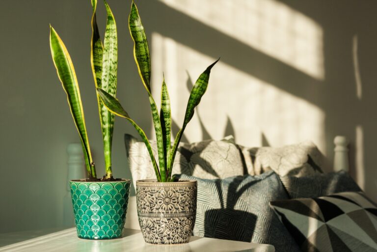 snake plant (featured image)