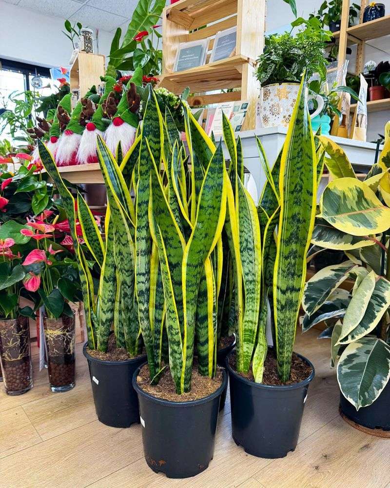 Snake Plant (Sansevieria)