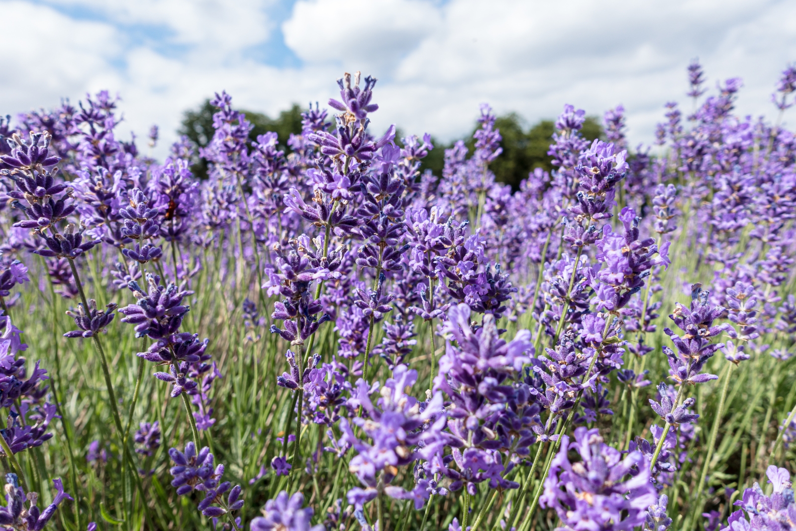 Lavender (featured image)