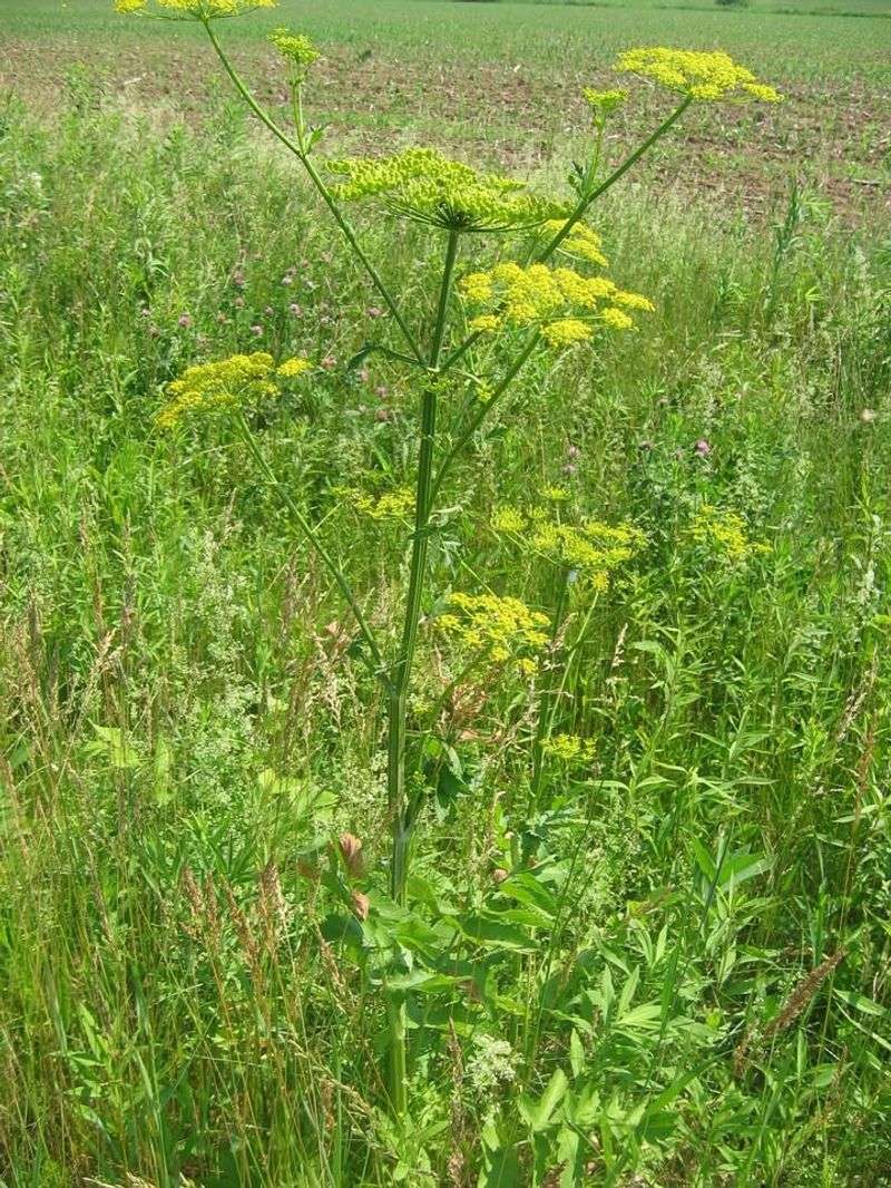 Wild Parsnip