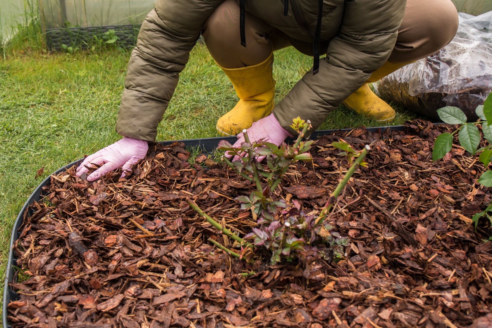 10 Plants You Should Always Mulch In Fall If You Live In Minnesota