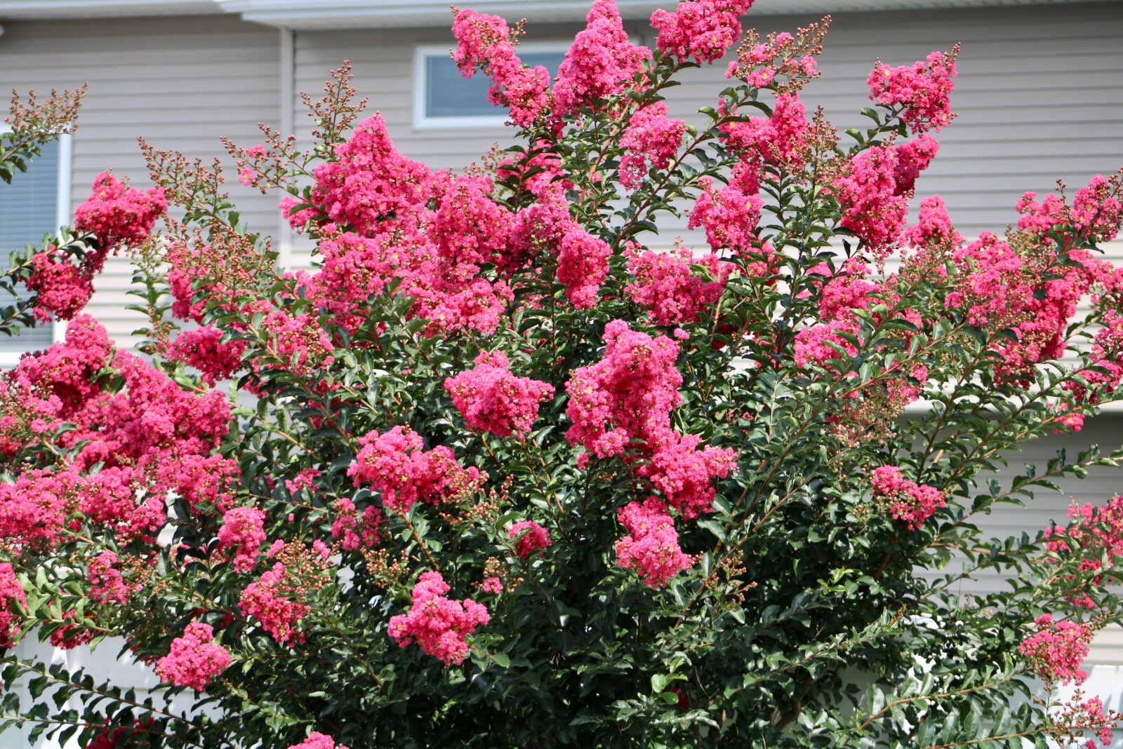 10 Plants You Should Prune In November In Virginia