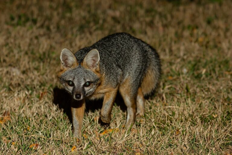 Gray Fox