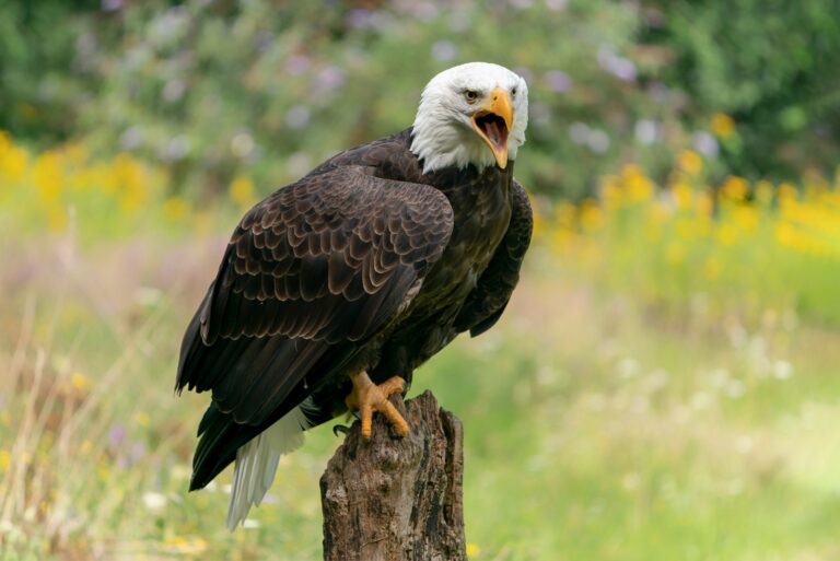 bald eagle (featured image)