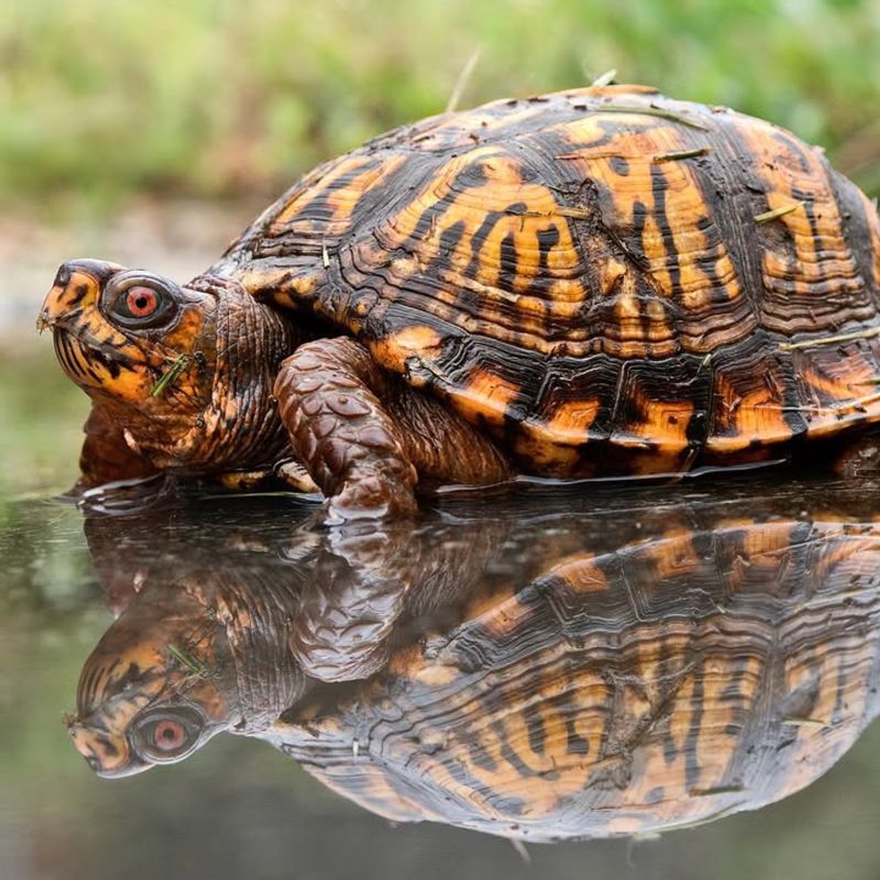 Eastern Box Turtle
