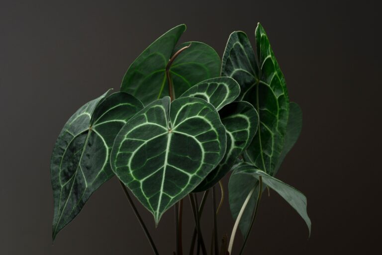 Houseplant (featured image)