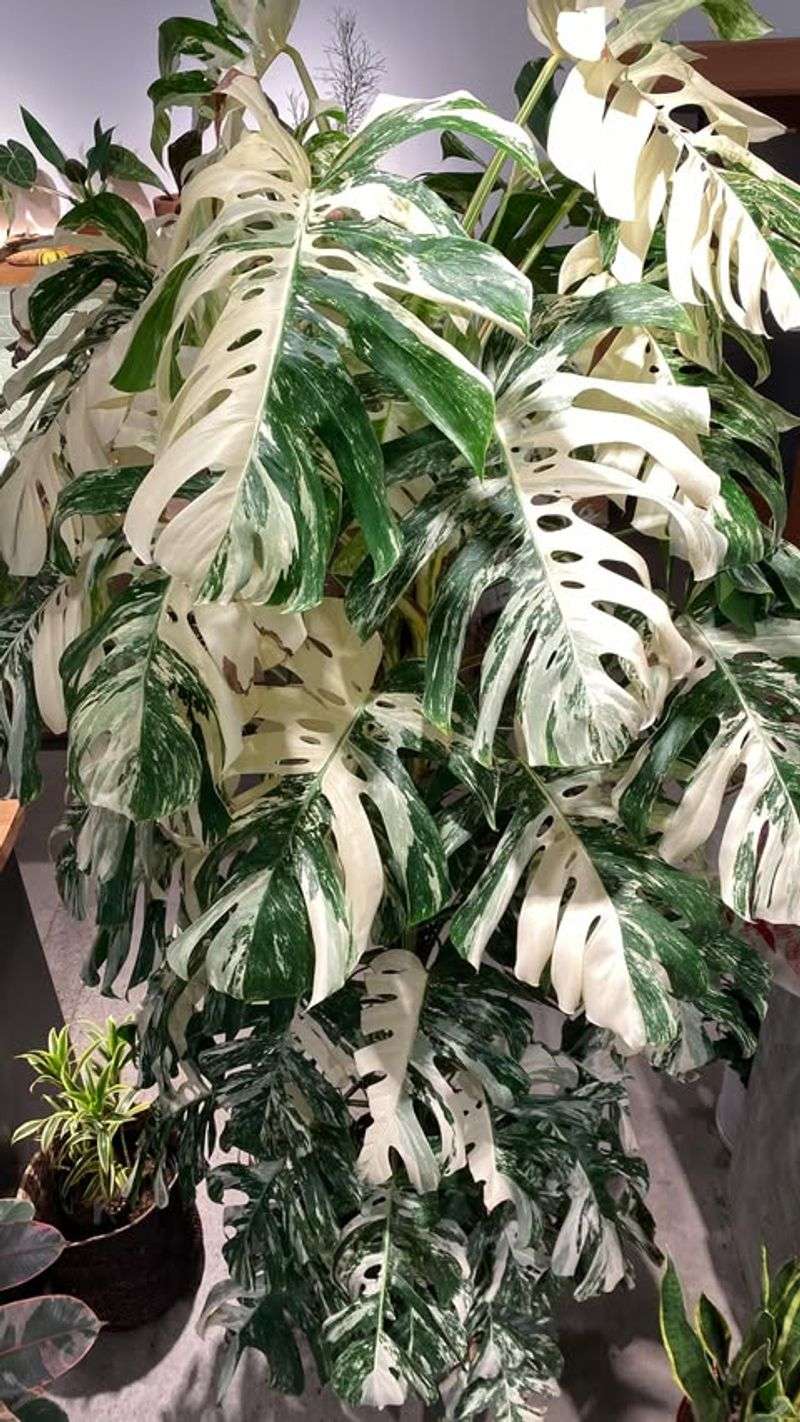 Variegated Monstera Deliciosa