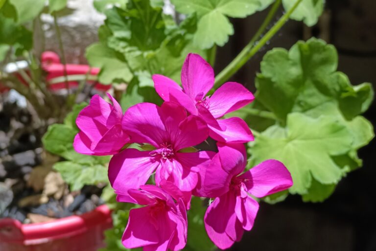 geranium flower