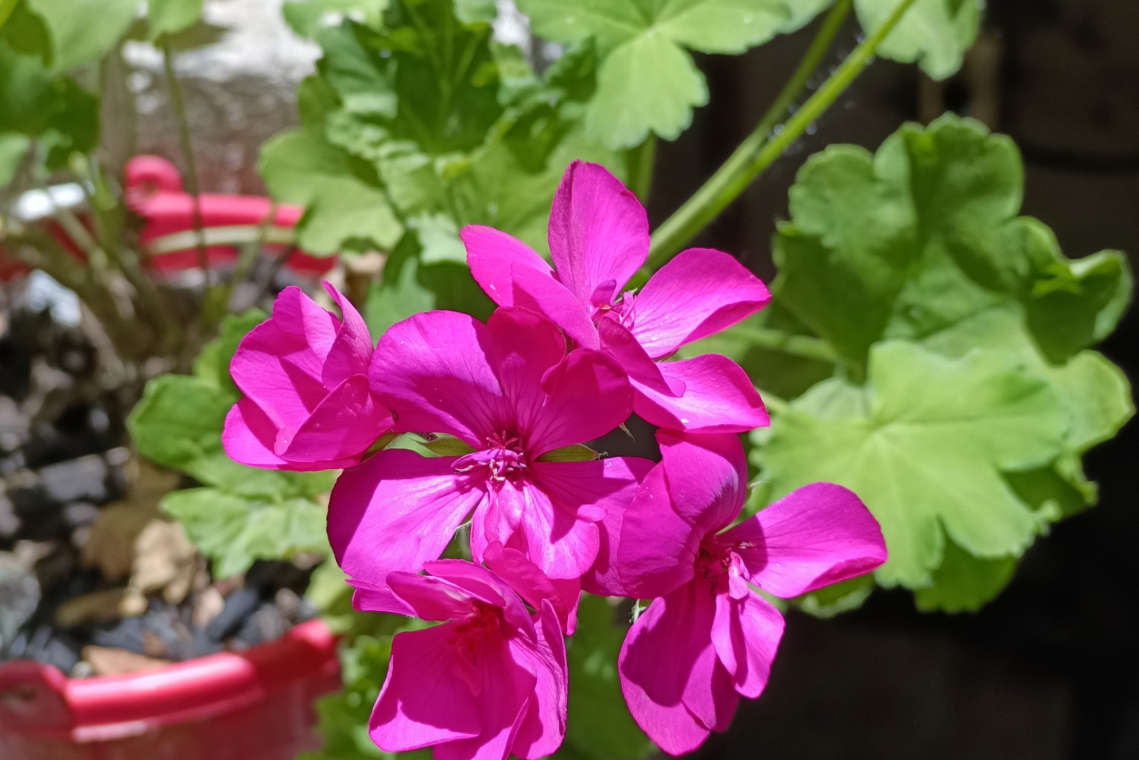 10 Reasons Geraniums Are A Must Have For Illinois Patio Planters