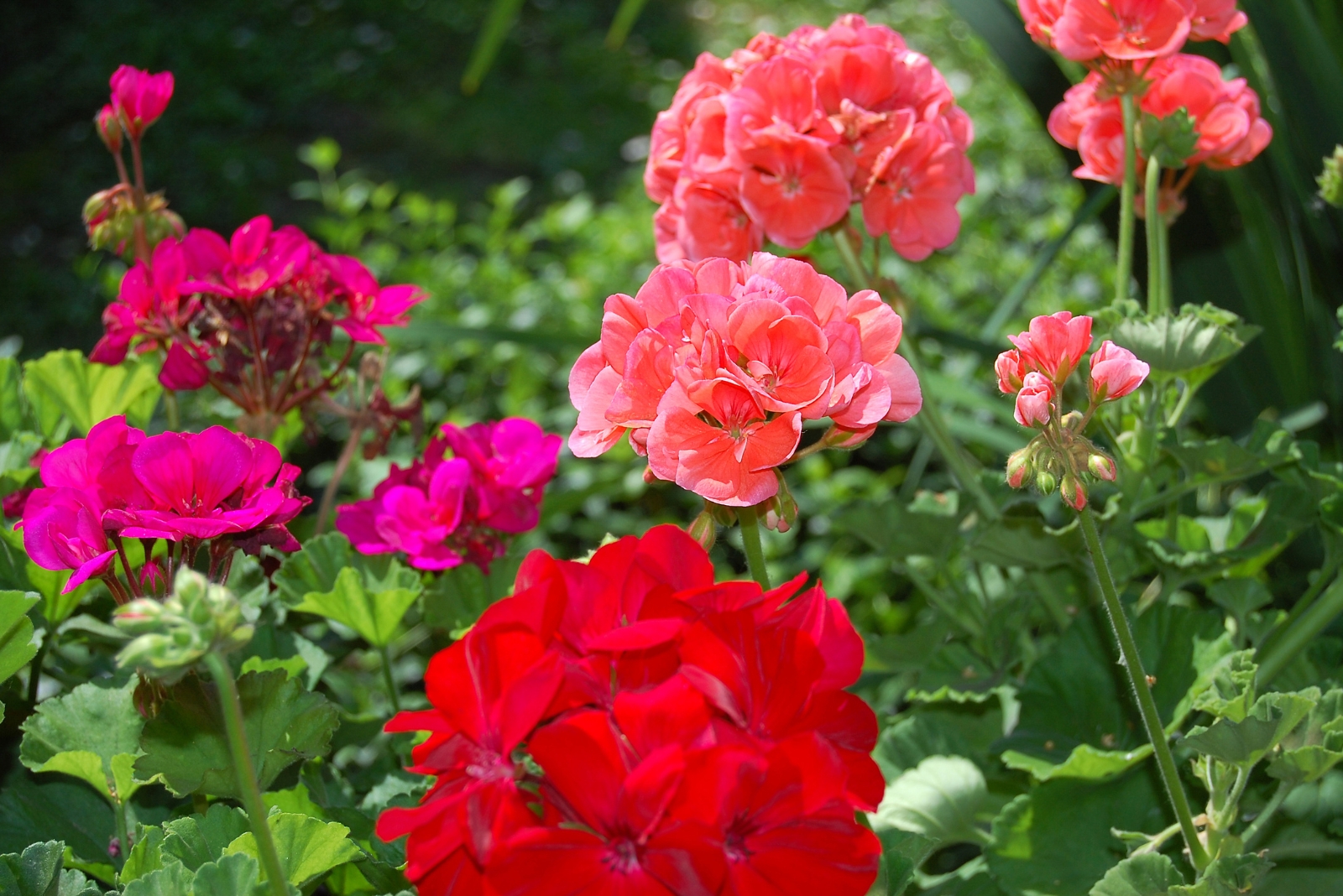 10 Reasons Geraniums Belong Beside Your Patio In Arizona