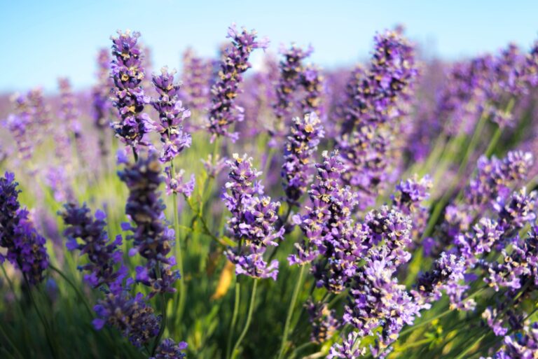 lavender in bloom