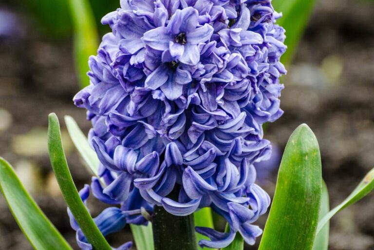 Hyacinth