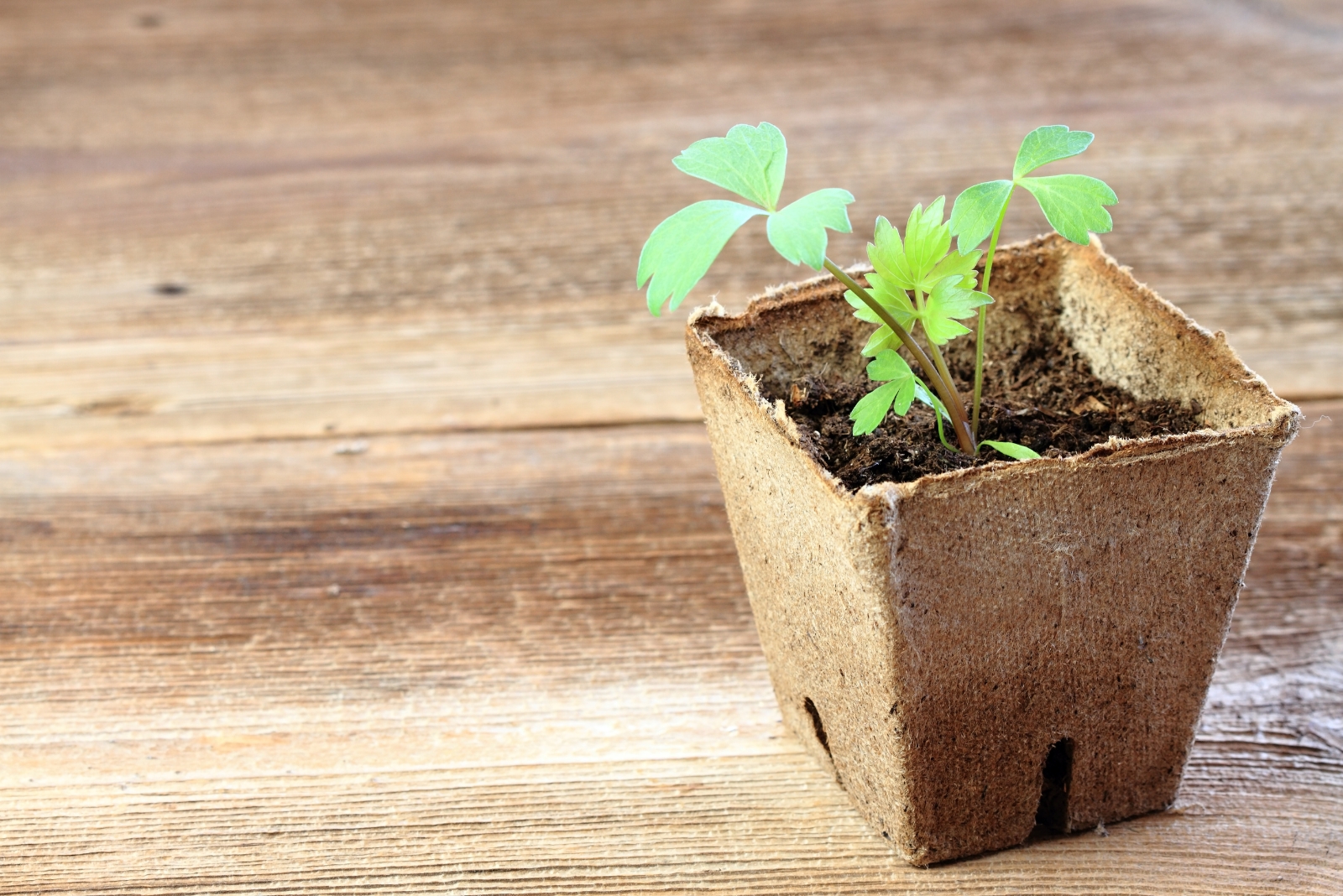 10 Seeds Worth Sowing Indoors For A Food Forest In New York This November