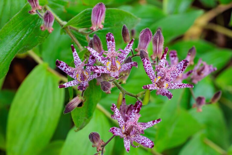 toad lily flower