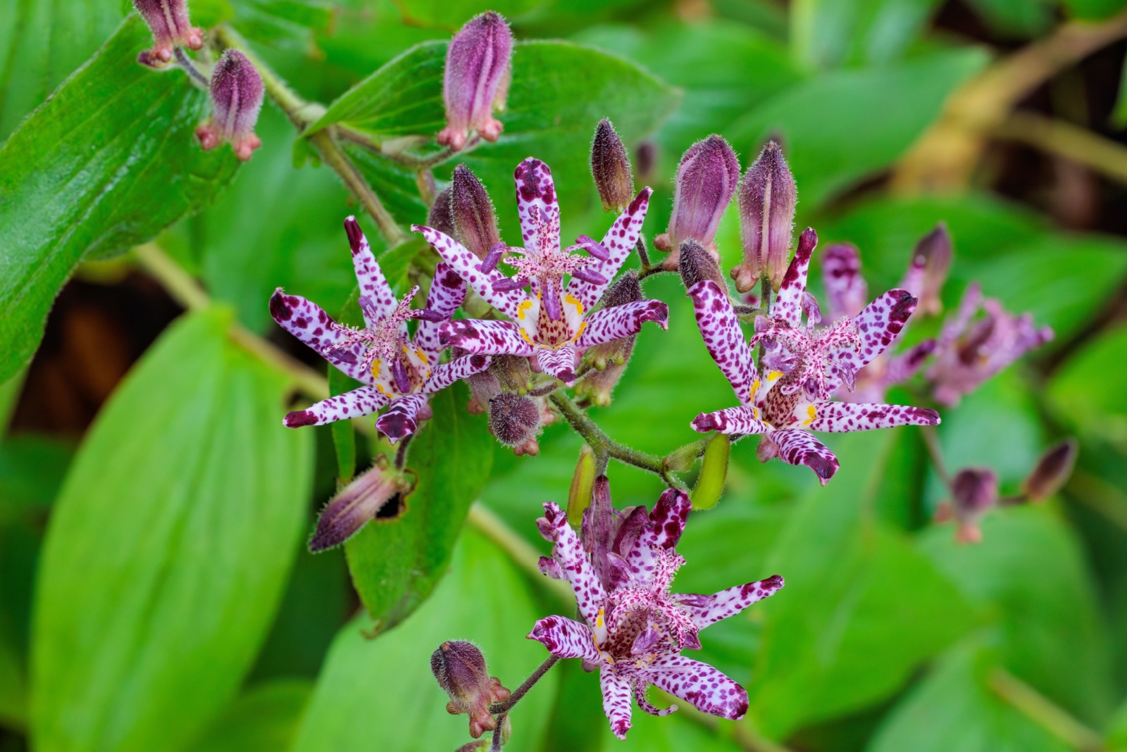 toad lily flower