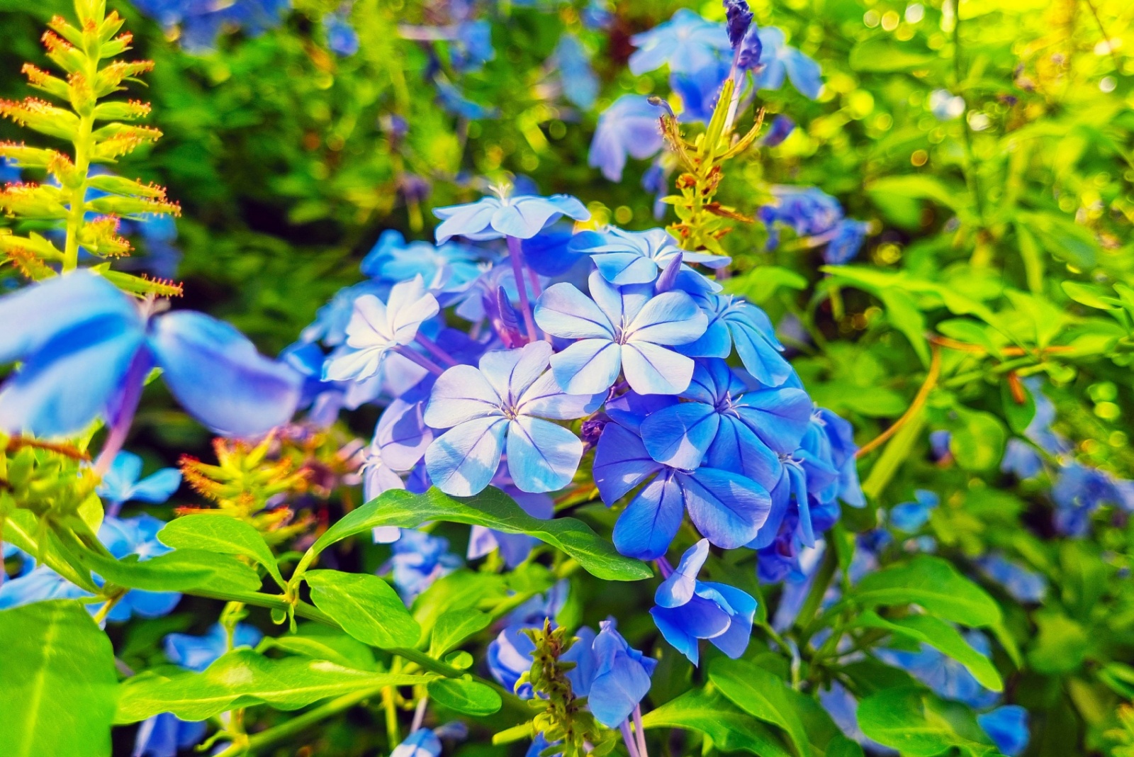 10 Shrubs You Should Prune In November For A Healthier Spring Landscape In Florida