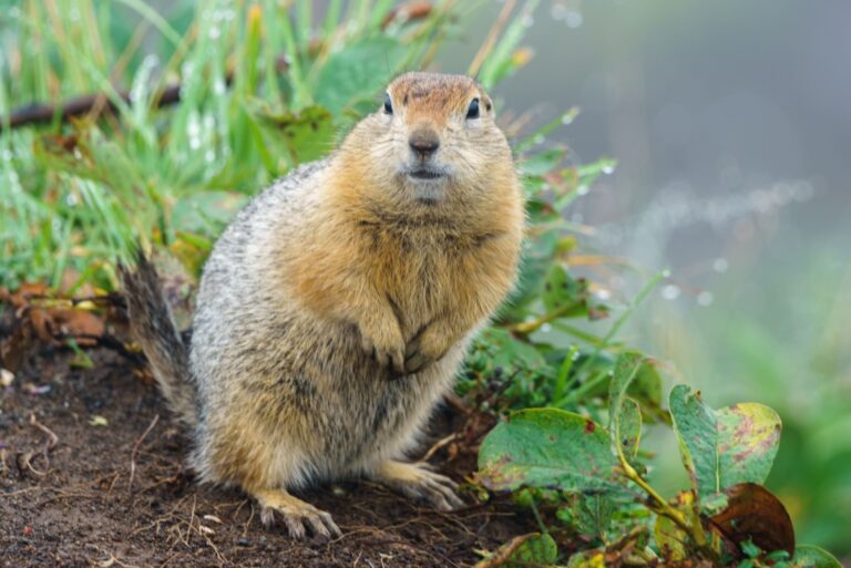 The gopher stands on its hind legs on the ground