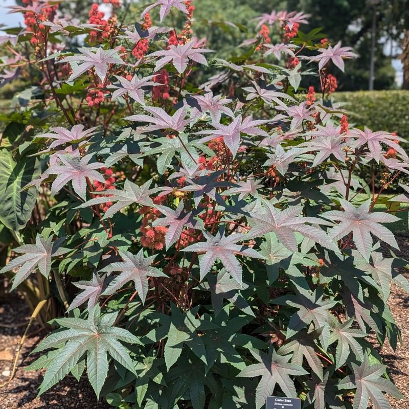 Plant Castor Beans Around Your Garden Perimeter