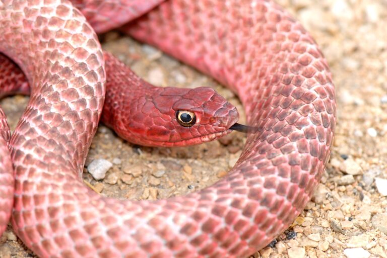 western coachwhip snake in backyard