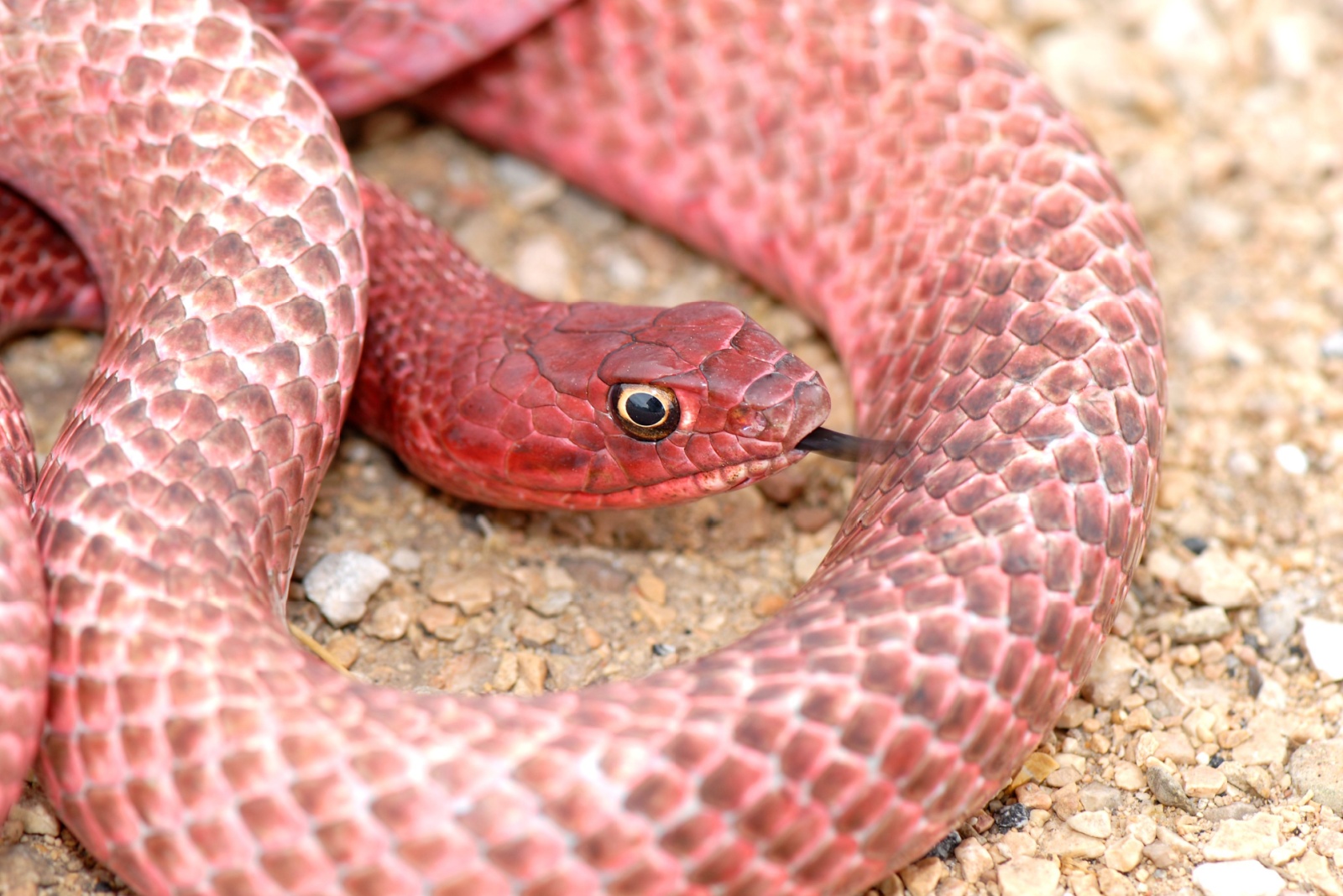 10 Snakes You Might Come Across In Your Texas Yard
