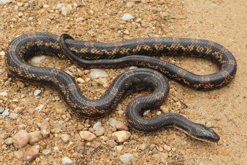 Texas Rat Snake