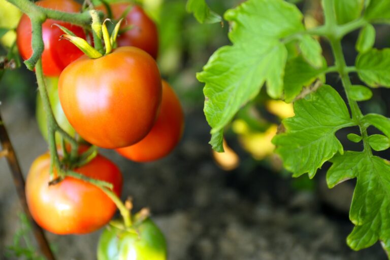 tomatoes (featured image)