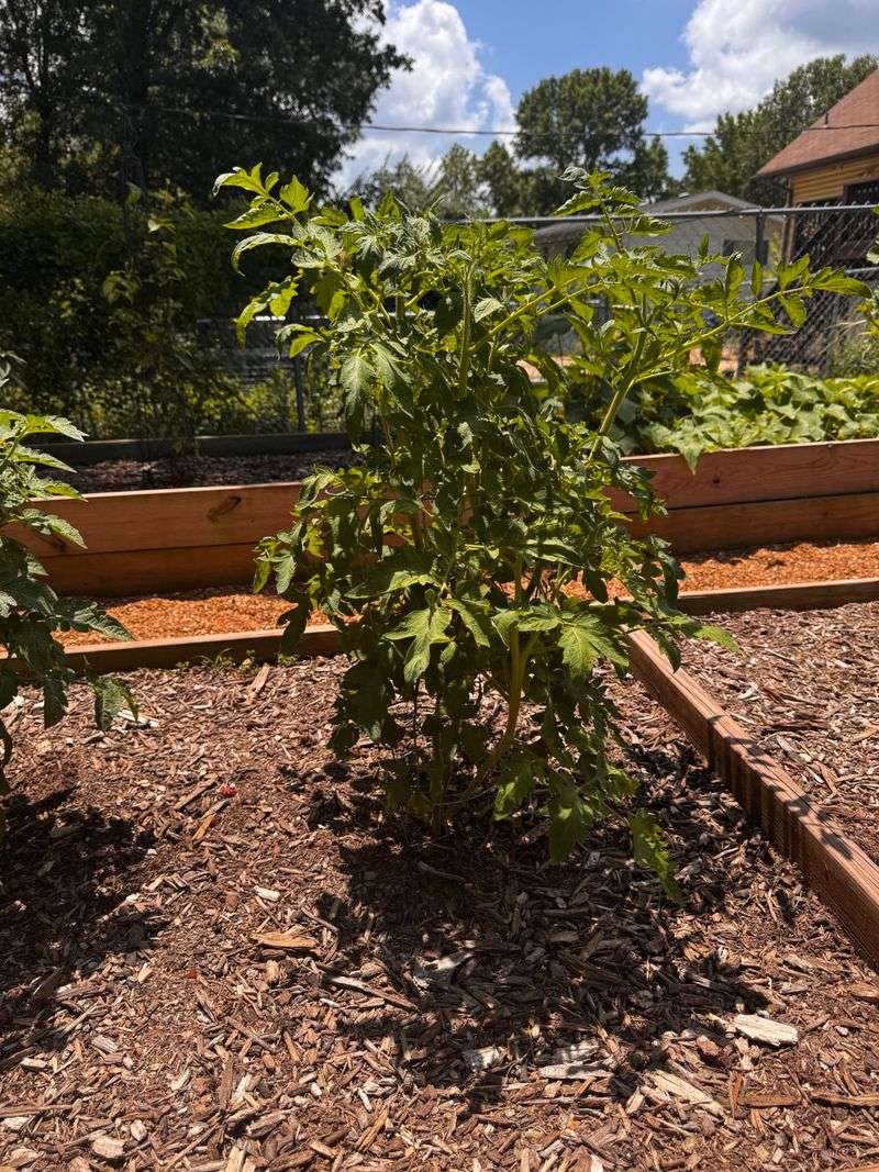 Under Large Shade Trees