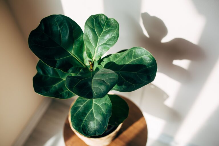 fiddle leaf fig plant basking in sun