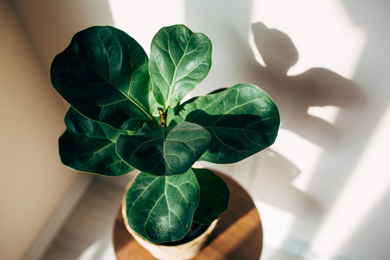 10 Super Easy Ways To Help Your Fiddle Leaf Fig Grow Taller
