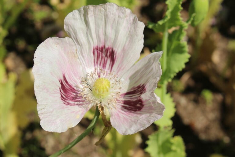 "Opium Poppy" flower - Papaver Somniferum