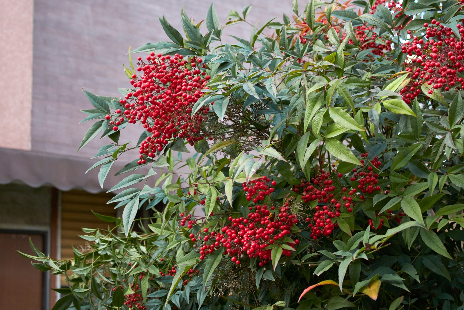 10 Texas Garden Plants Experts Say Might Be Banned In The Next 5 Years