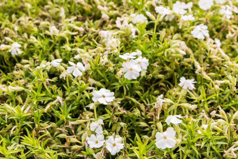 plants (featured image)