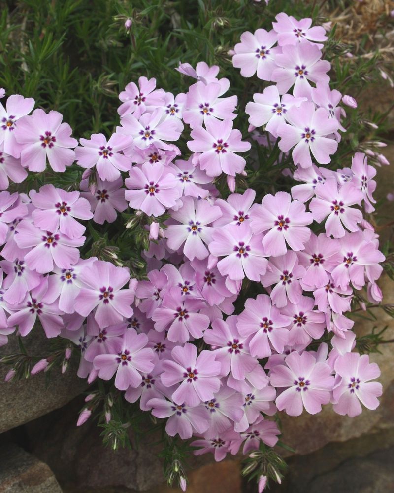 Texas Trailing Phlox