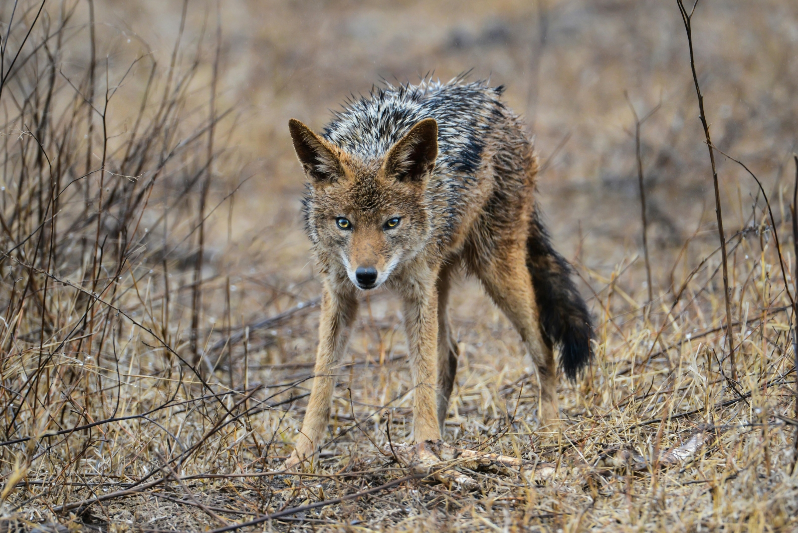 10 Things To Do If A Coyote Appears In Your Pennsylvania Yard (And 3 To Avoid At All Costs)