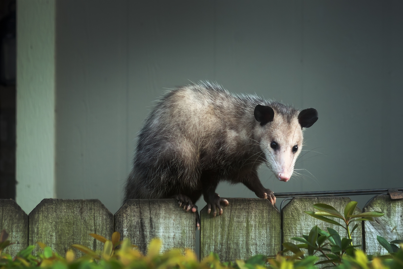 10 Things You Should Do When An Opossum Visits Your California Yard