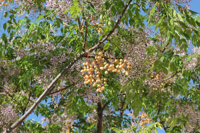 tree (featured image)