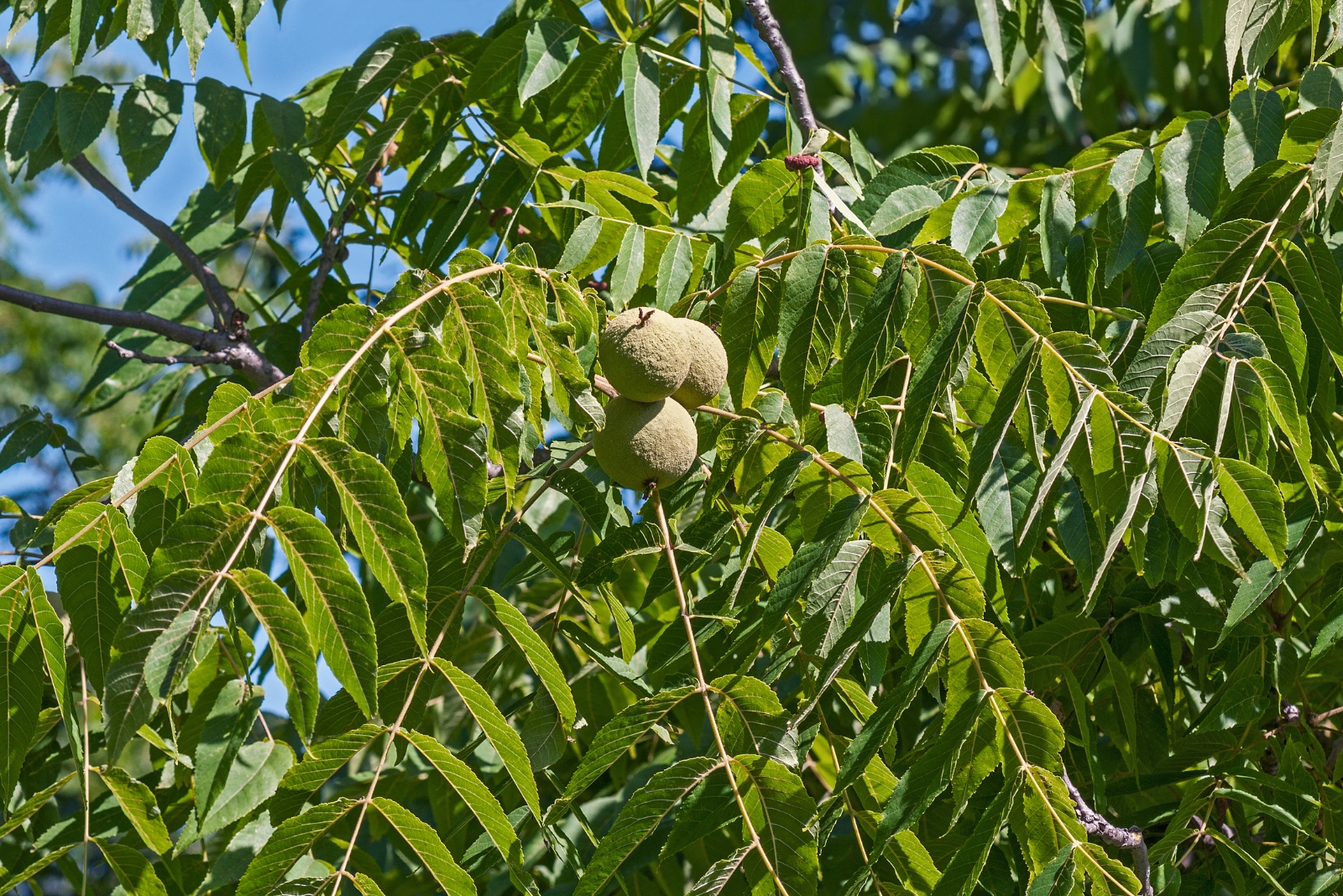 tree (featured image)