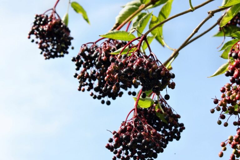 Elderberry