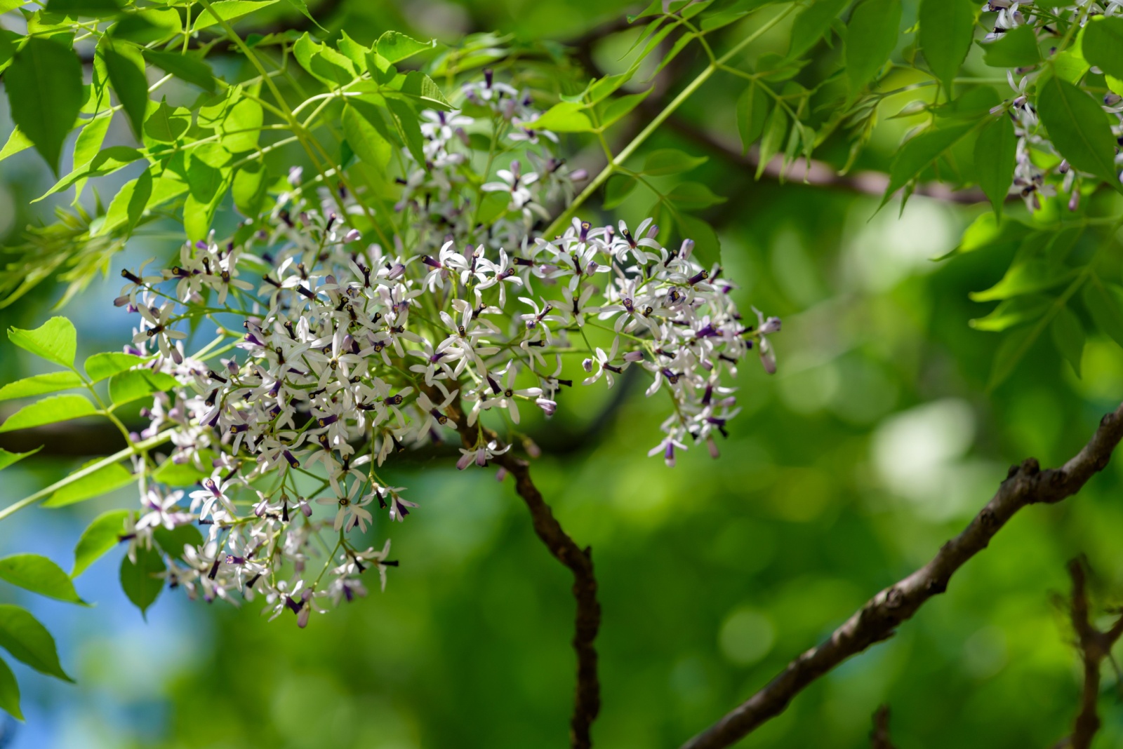 10 Toxic Trees That Do Not Belong In Georgia Yards