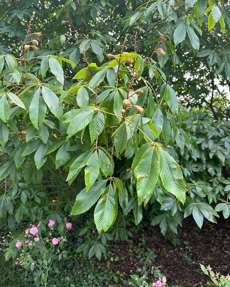 Chinaberry Tree