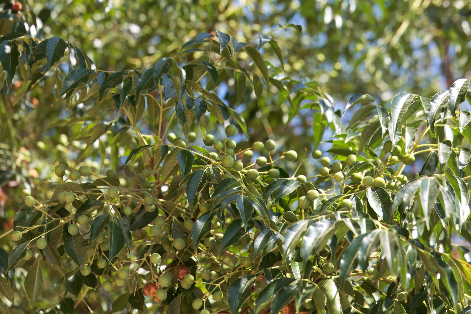 10 Toxic Trees You Shouldn’t Keep Around South Carolina Homes