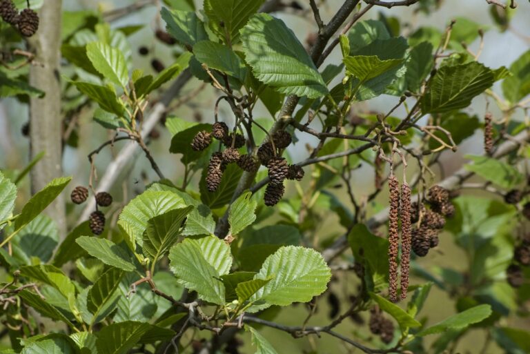 european black alder