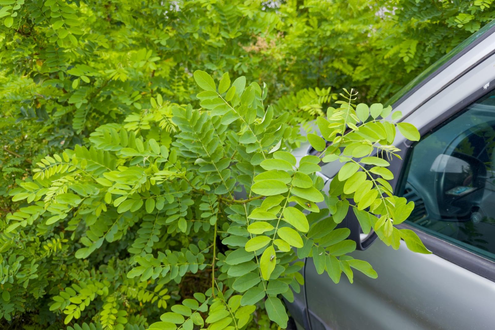 car overgrown around with thickets of the young black locust trees