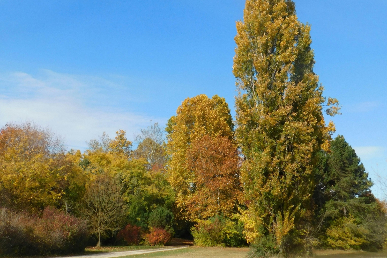 10 Trees That May Bring Heavy Fines If Cut Down In West Virginia