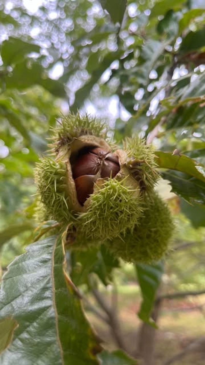 American Chestnut