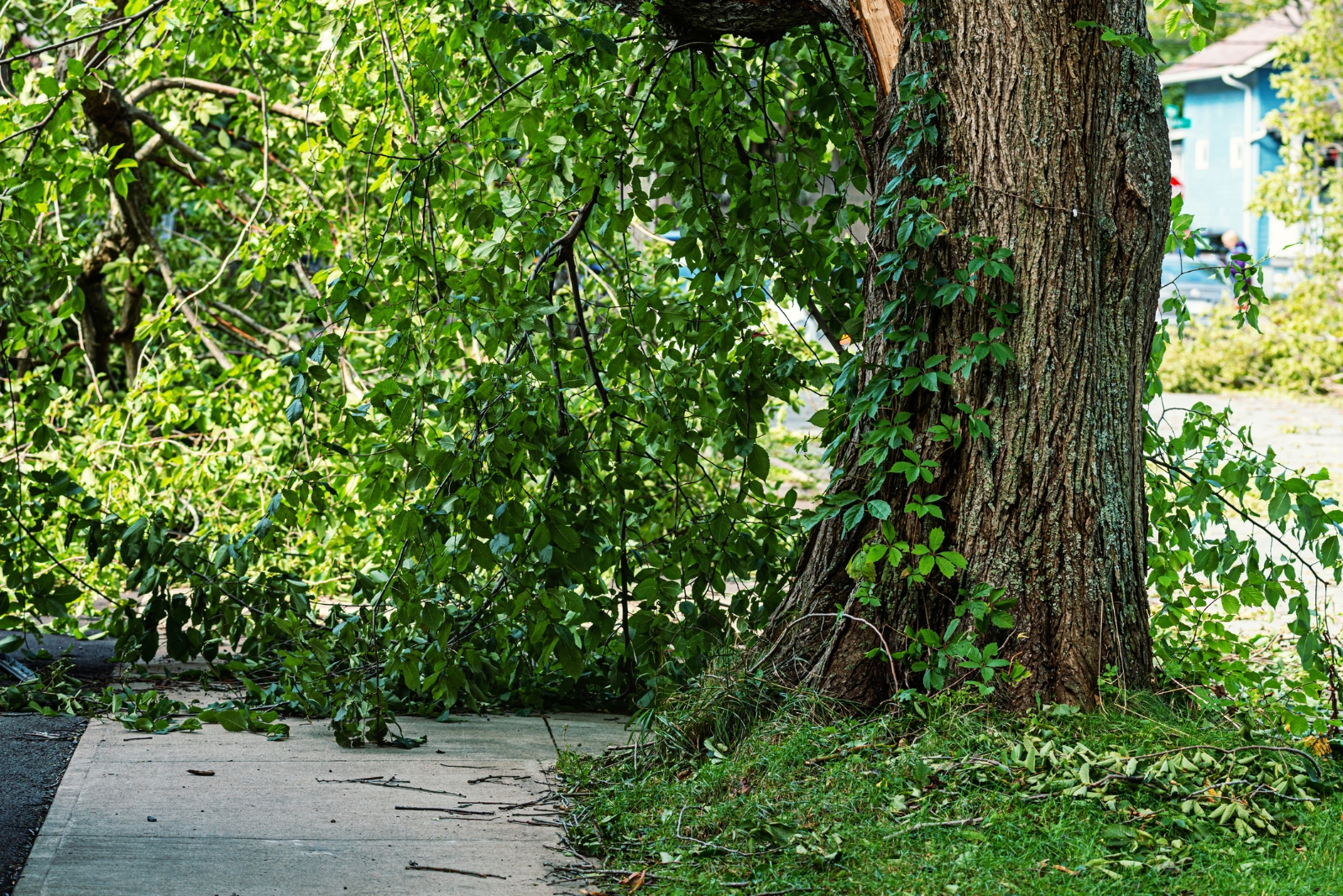 10 Trees Virginia Homeowners May Be Required To Remove To Avoid Penalties