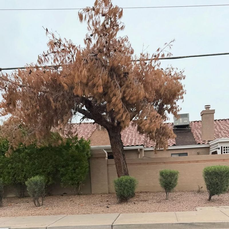 Dead Or Dying Trees Near Structures