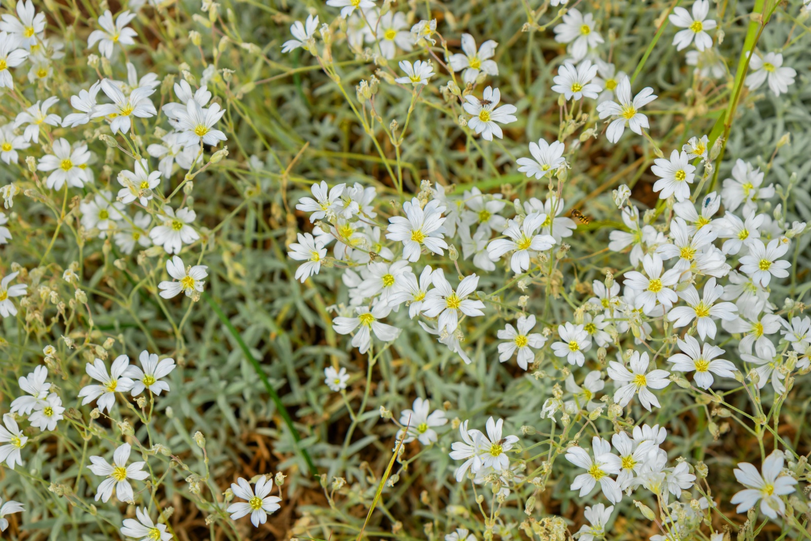 10 Utah-Friendly Ground Covers That Quickly Fill Bare Spots