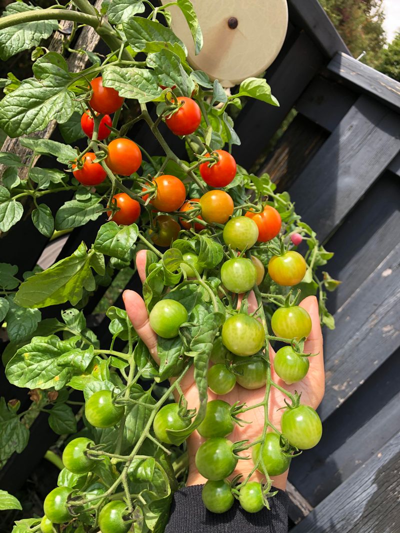 Cherry Tomatoes